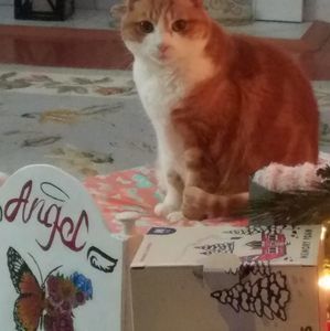 Meet your Posher, Joyce